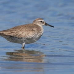 Calidris canutus (Red Knot) at Jervis Bay National Park - 8 Jan 2016 by CharlesDove