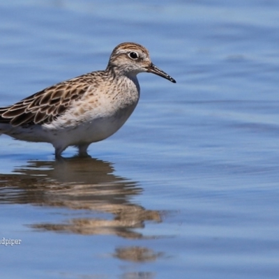 Calidris acuminata (Sharp-tailed Sandpiper) at Jervis Bay National Park - 31 Dec 2015 by Charles Dove