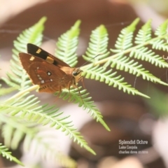 Trapezites symmomus (Splendid Ochre) at Conjola Bushcare - 4 Jan 2016 by Charles Dove