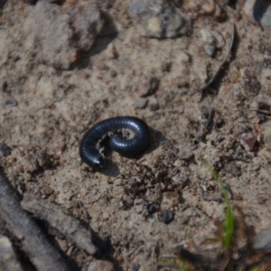 Ommatoiulus moreleti at Wamboin, NSW - 3 Mar 2018 02:01 PM