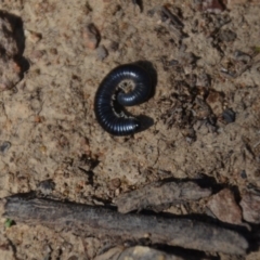 Ommatoiulus moreleti at Wamboin, NSW - 3 Mar 2018 02:01 PM