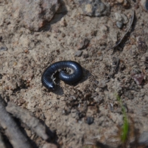 Ommatoiulus moreleti at Wamboin, NSW - 3 Mar 2018 02:01 PM