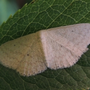 Scopula optivata at Conder, ACT - 8 Jan 2018