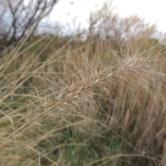 Cenchrus purpurascens (Swamp Foxtail) at Campbell, ACT - 28 May 2018 by MichaelBedingfield