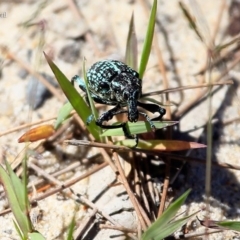 Chrysolopus spectabilis (Botany Bay Weevil) at Lake Conjola, NSW - 25 Feb 2016 by CharlesDove