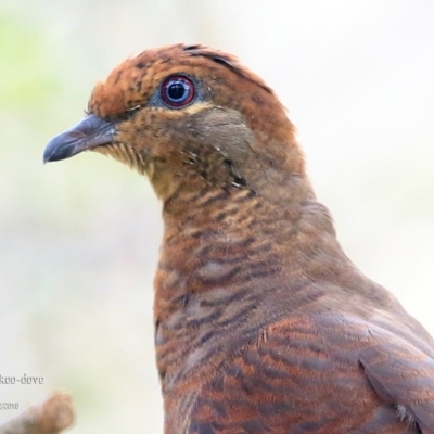 Macropygia phasianella (Brown Cuckoo-dove) at Burrill Lake, NSW - 22 Feb 2016 by Charles Dove