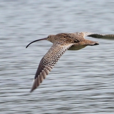 Numenius madagascariensis (Eastern Curlew) at Lake Conjola, NSW - 25 Feb 2016 by Charles Dove