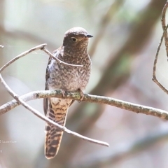 Cacomantis flabelliformis (Fan-tailed Cuckoo) at Lake Conjola, NSW - 25 Feb 2016 by Charles Dove