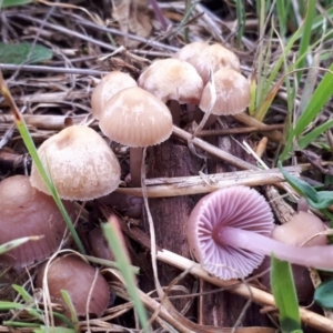 Mycena sp. at Molonglo Valley, ACT - 18 Jun 2018 02:33 PM