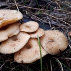 Lentinus arcularius (Fringed Polypore) at Molonglo River Reserve - 18 Jun 2018 by purple66