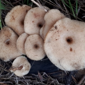 Lentinus arcularius at Molonglo River Reserve - 18 Jun 2018