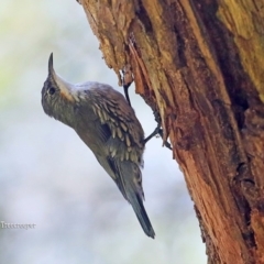 Cormobates leucophaea (White-throated Treecreeper) at Lake Conjola, NSW - 26 Feb 2016 by CharlesDove