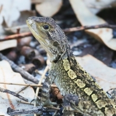 Amphibolurus muricatus (Jacky Lizard) at Lake Conjola, NSW - 26 Feb 2016 by CharlesDove