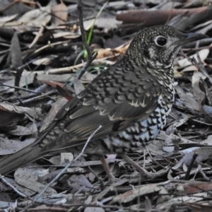 Zoothera lunulata at Acton, ACT - 19 Jun 2018 10:36 AM