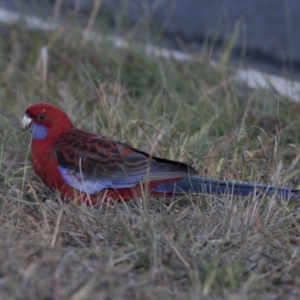 Platycercus elegans at Giralang, ACT - 19 Jun 2018 10:00 AM