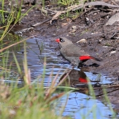 Stagonopleura bella (Beautiful Firetail) at Morton National Park - 15 Dec 2016 by CharlesDove