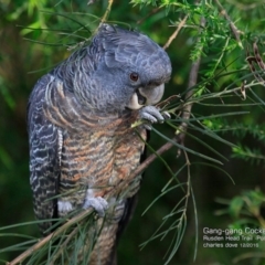 Callocephalon fimbriatum (Gang-gang Cockatoo) at Morton National Park - 14 Dec 2016 by Charles Dove