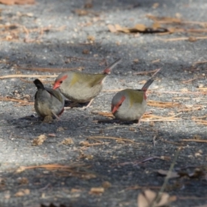 Neochmia temporalis at Giralang, ACT - 19 Jun 2018 10:34 AM