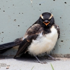 Rhipidura leucophrys (Willie Wagtail) at Undefined - 11 Dec 2016 by Charles Dove