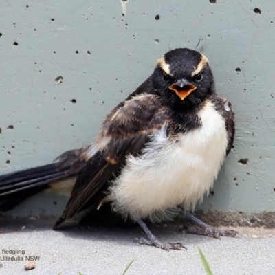 Rhipidura leucophrys (Willie Wagtail) at Undefined - 12 Dec 2016 by CharlesDove