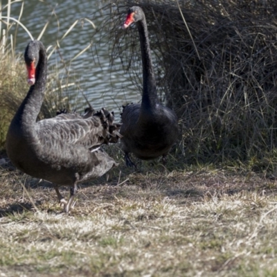 Cygnus atratus (Black Swan) at Giralang, ACT - 19 Jun 2018 by AlisonMilton