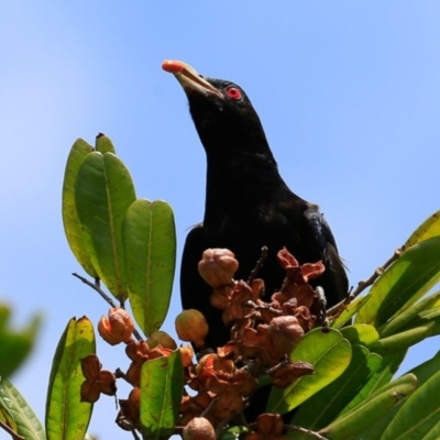 Eudynamys orientalis (Pacific Koel) at Undefined - 8 Dec 2016 by Charles Dove