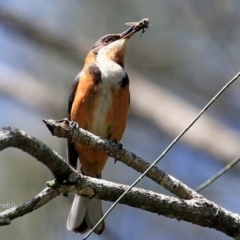 Acanthorhynchus tenuirostris (Eastern Spinebill) at Undefined - 9 Dec 2016 by Charles Dove