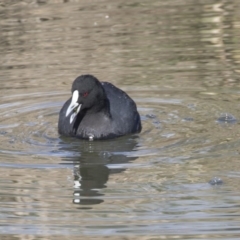 Fulica atra (Eurasian Coot) at Giralang Wetlands - 19 Jun 2018 by AlisonMilton