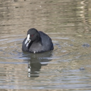 Fulica atra at Giralang, ACT - 19 Jun 2018