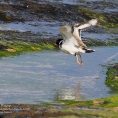 Charadrius rubricollis (Hooded Plover) at Undefined - 7 Dec 2016 by CharlesDove