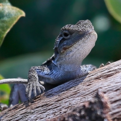 Amphibolurus muricatus (Jacky Lizard) at Ulladulla, NSW - 7 Dec 2016 by CharlesDove