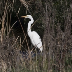 Ardea alba (Great Egret) at Giralang, ACT - 19 Jun 2018 by AlisonMilton