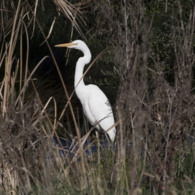 Ardea alba (Great Egret) at Giralang Wetlands - 19 Jun 2018 by AlisonMilton