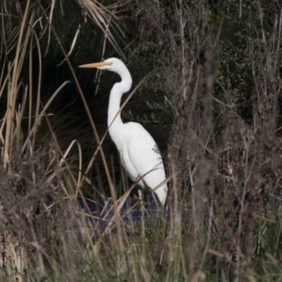 Ardea alba (Great Egret) at Giralang, ACT - 19 Jun 2018 by Alison Milton