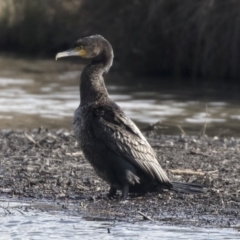 Phalacrocorax carbo (Great Cormorant) at Giralang, ACT - 19 Jun 2018 by AlisonMilton