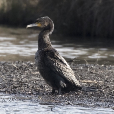 Phalacrocorax carbo (Great Cormorant) at Giralang Wetlands - 19 Jun 2018 by AlisonMilton