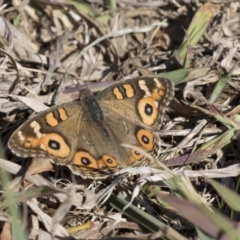 Junonia villida (Meadow Argus) at Giralang Wetlands - 19 Jun 2018 by AlisonMilton