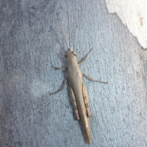 Pardillana limbata at Theodore, ACT - 22 Apr 2017