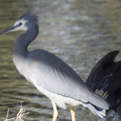 Egretta novaehollandiae (White-faced Heron) at Giralang, ACT - 19 Jun 2018 by Alison Milton