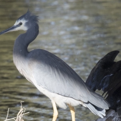 Egretta novaehollandiae (White-faced Heron) at Giralang, ACT - 19 Jun 2018 by Alison Milton