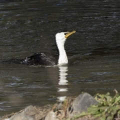 Microcarbo melanoleucos (Little Pied Cormorant) at Giralang Wetlands - 19 Jun 2018 by AlisonMilton