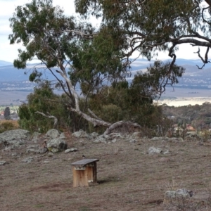 Petroica boodang at Garran, ACT - 13 Jun 2018