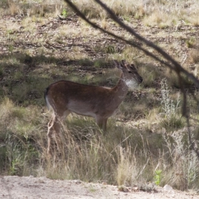 Dama dama (Fallow Deer) at Michelago, NSW - 12 Nov 2011 by Illilanga