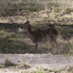 Dama dama at Michelago, NSW - suppressed