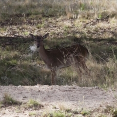 Dama dama at Michelago, NSW - 12 Nov 2011