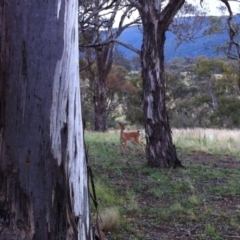 Dama dama (Fallow Deer) at Michelago, NSW - 7 Jan 2012 by Illilanga