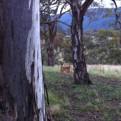Dama dama (Fallow Deer) at Michelago, NSW - 6 Jan 2012 by Illilanga