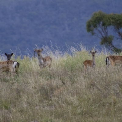 Dama dama (Fallow Deer) at Michelago, NSW - 2 Apr 2013 by Illilanga