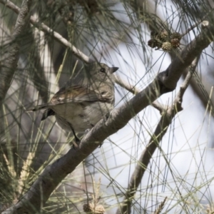 Pachycephala pectoralis at McKellar, ACT - 19 Jun 2018