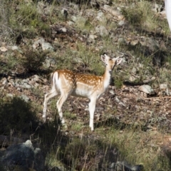 Dama dama (Fallow Deer) at Michelago, NSW - 5 Jan 2015 by Illilanga